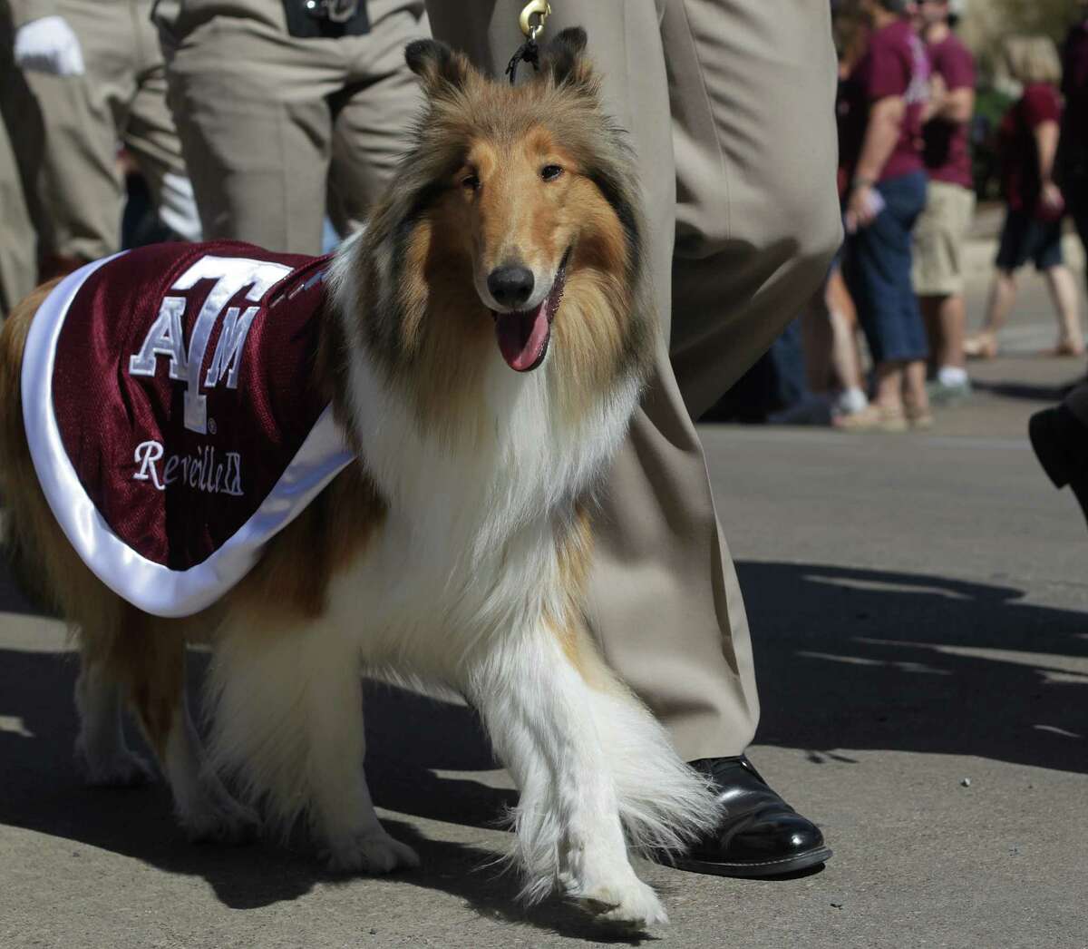 Reveille, the Texas A&M mascot, is escorted with members the ROTC before a football game. PETA filed a lawsuit this week claiming the university has violated the First Amendment.