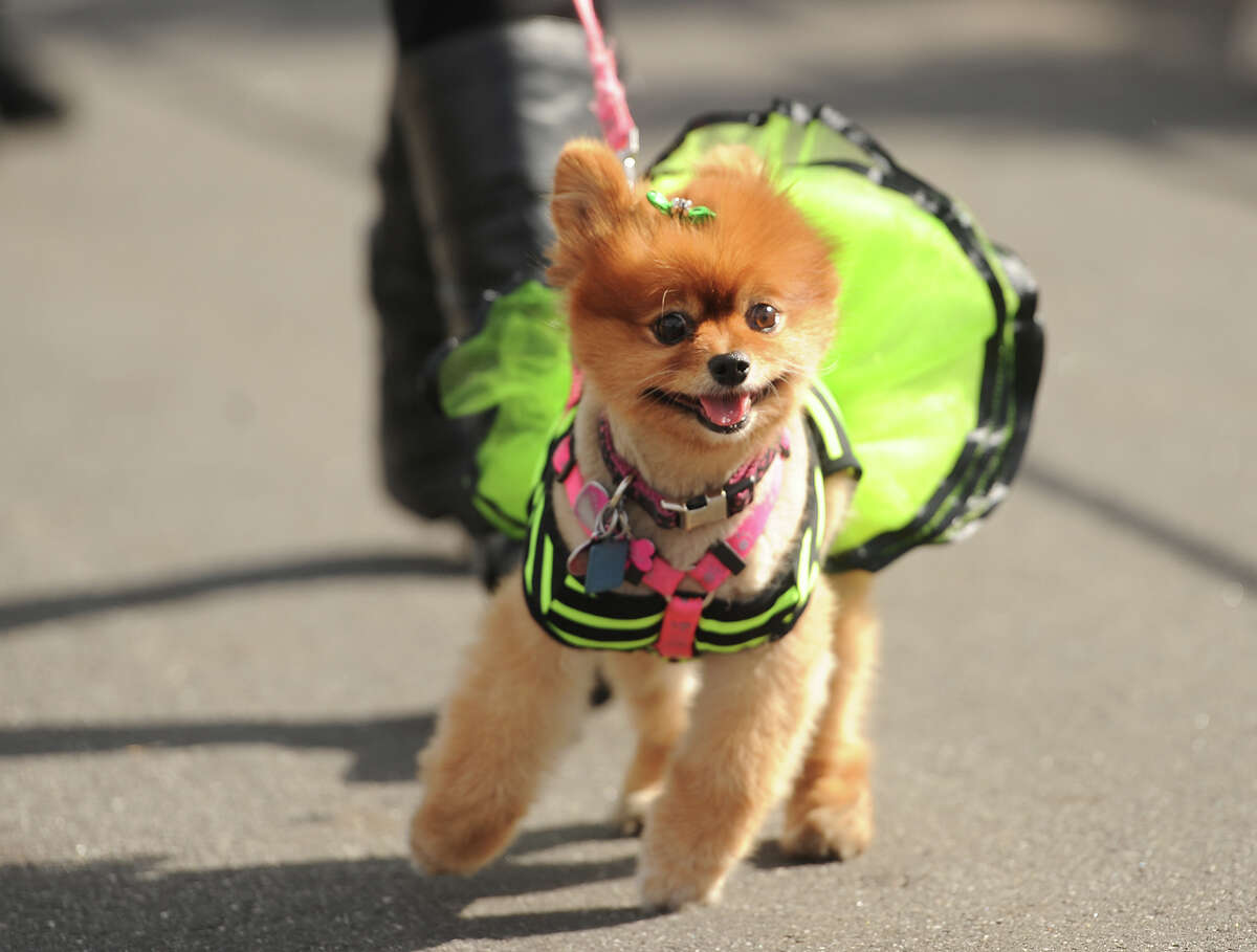 The annual Walk with Harold dog walk fundraiser at St. Mary's By-The-Sea in Bridgeport, Conn. on Sunday, October 18, 2015. The walk, which also featured a dog costume contest, raised money for the Connecticut Audubon Society, Bridgeport Animal Shelter, and Black Rock School's Nature's Classroom.