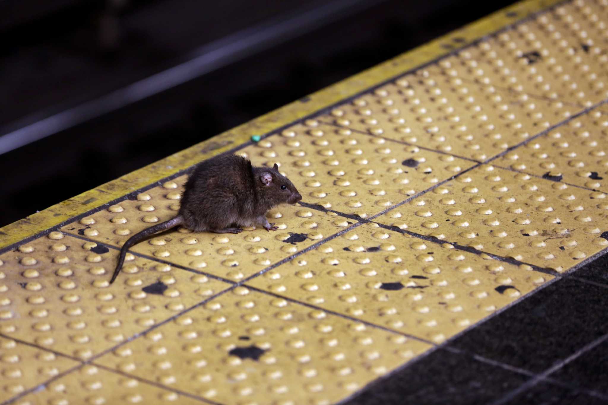 NYC Rats: They're in the Park, on Your Block and Even at Your Table - Vimarsana News