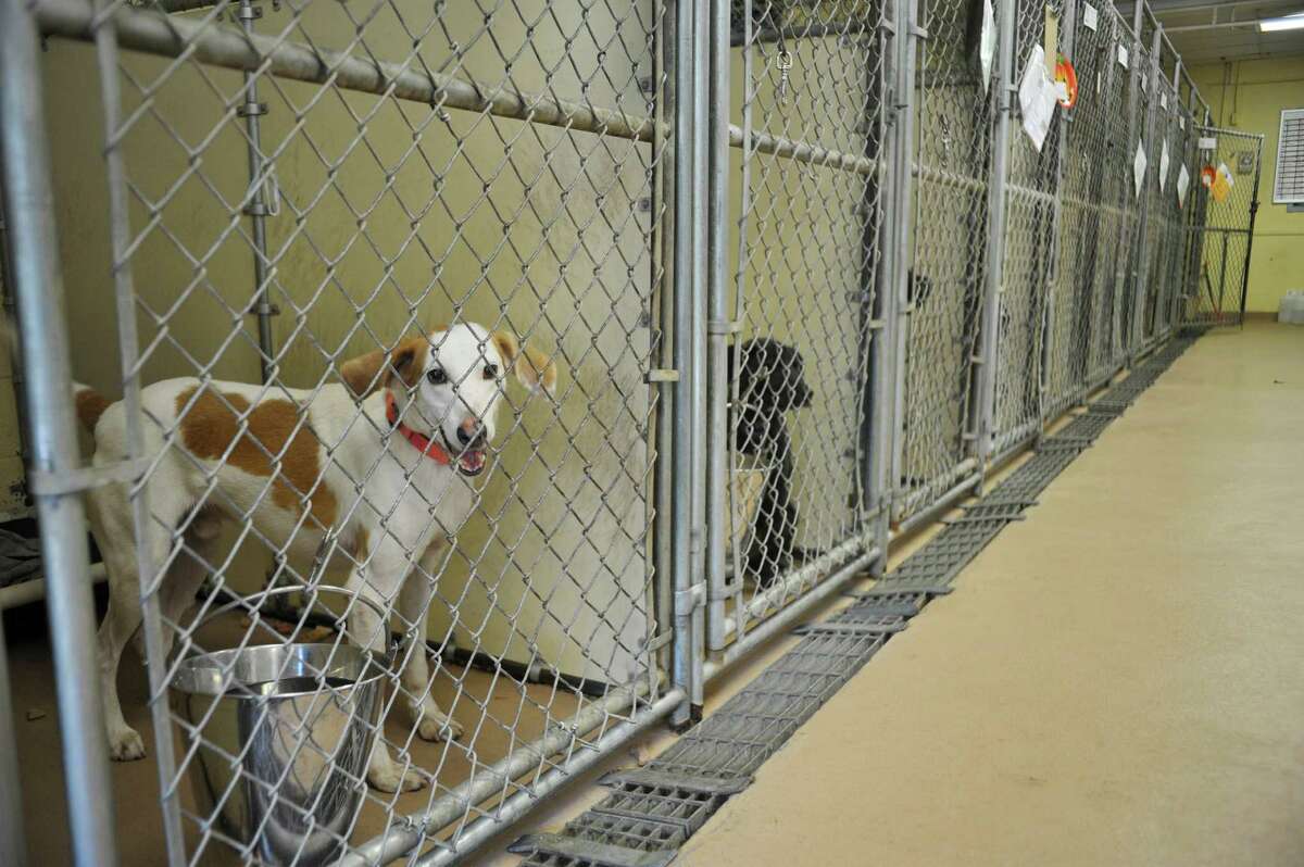 Humane Society Has Dogs To Adopt From Flooded Sc