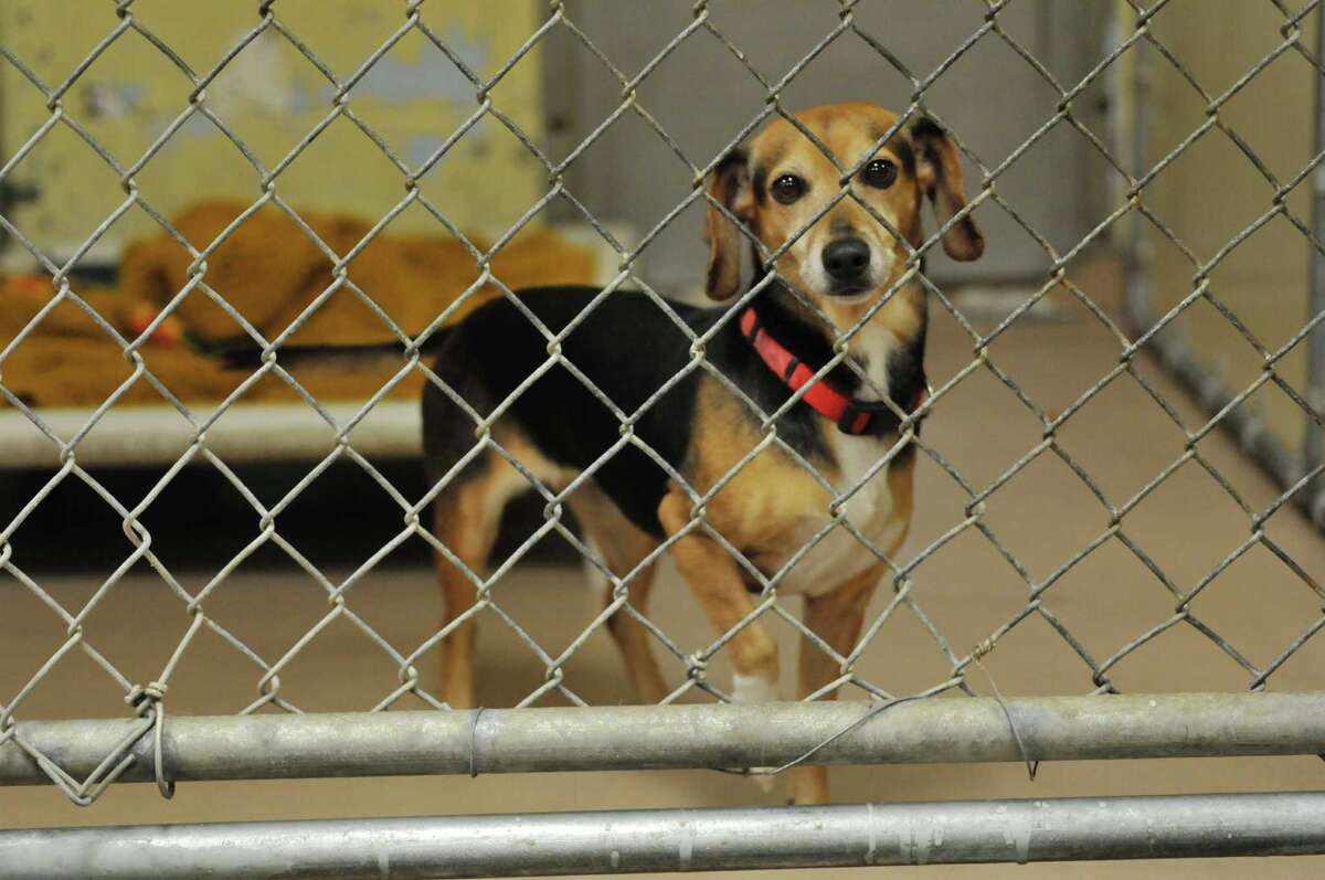 hudson animal shelter