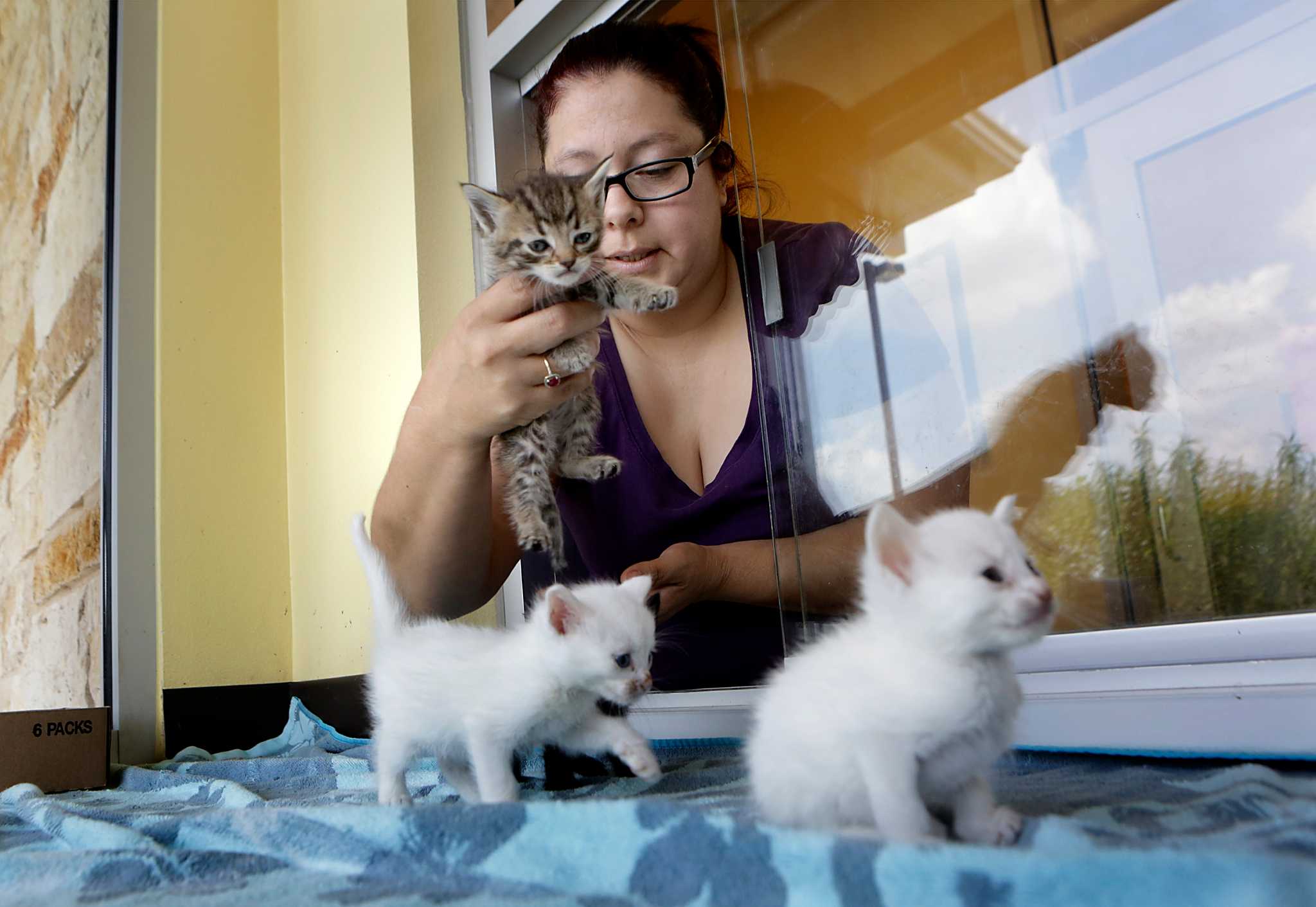 Schertz Approves Program To Reduce High Number Of Feral Cats