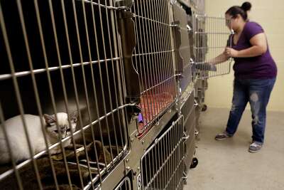 Schertz Approves Program To Reduce High Number Of Feral Cats