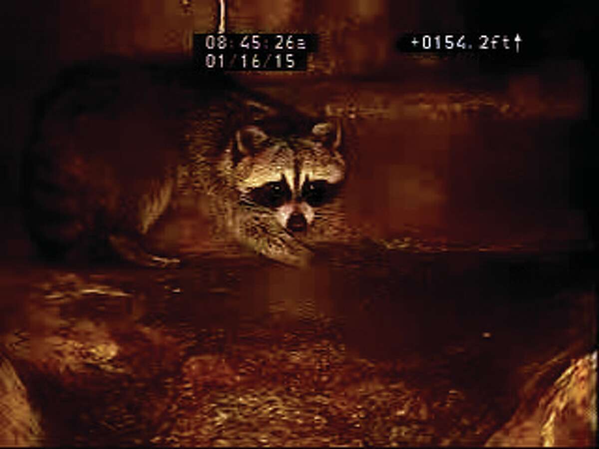 A raccoon inside of a San Antonio sewer.
