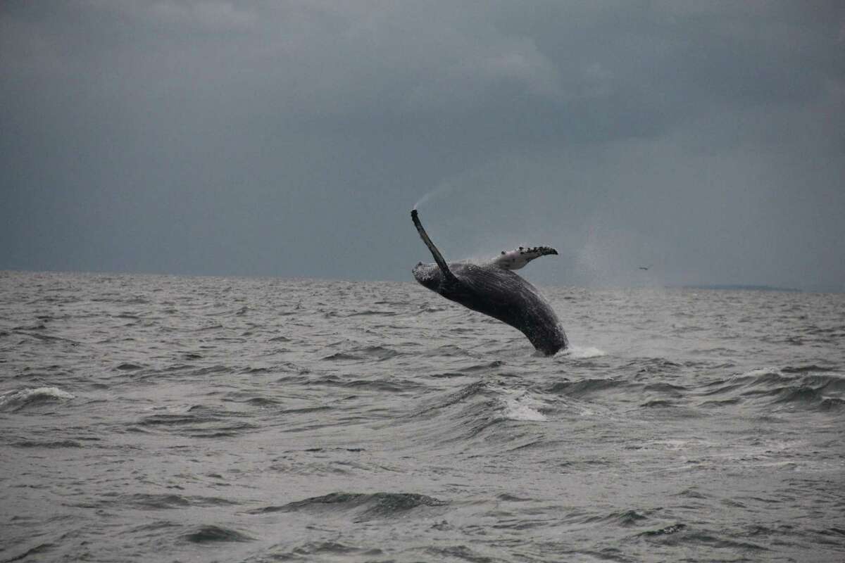 Dan Lent, a boater from Easton, sighted two whales off Long Island Sound earlier this month. He took this photo of a humpback whale off Stamford and Greenwich on Sept. 12, 2015.