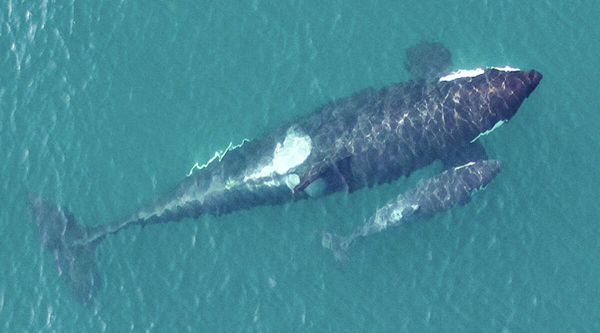 Video: Dramatic drone footage shows orcas feasting on minke whale