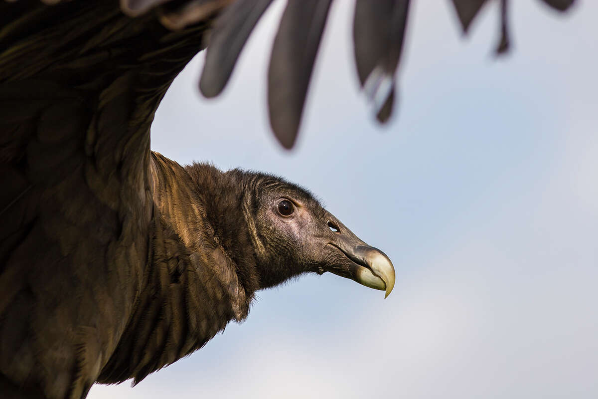 Two Species Of Vultures Are Flying High In Texas