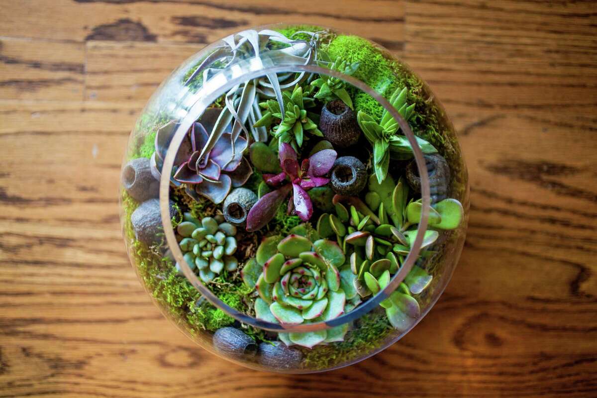 Inspired by the high quality of the succulents and botanicals and the ever present sun and marine layer she found when she moved to San Francisco, owner Jennifer Kahn opened LushBubble in June. Here, airplants and Japanese moss balls are seen as organic sculptures, and terrariums come in unique containers that can be used again or stand alone. Kahn leans toward the unusual, and also offers select vintage accessories from around the world. 46 Main St.; (415) 797-6126. www.lushbubble.com