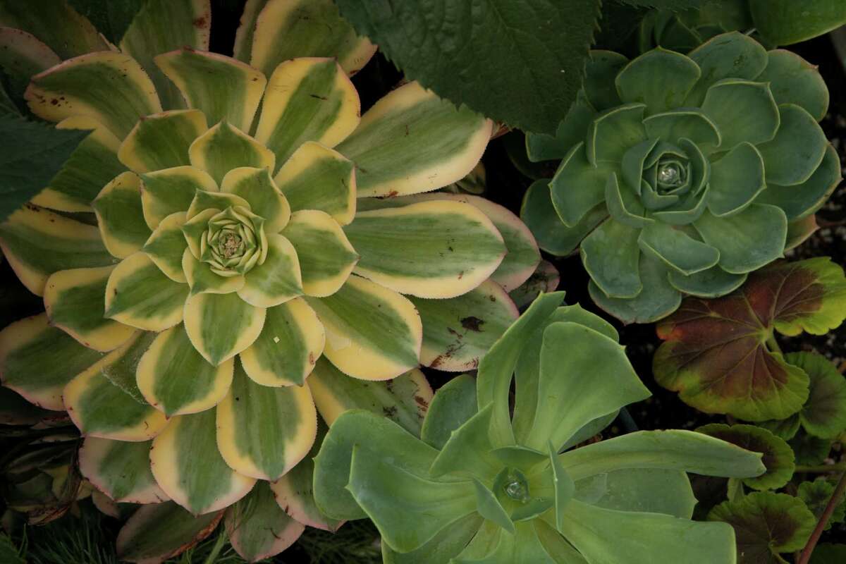 Easytogrow succulents thrive in less than ideal conditions