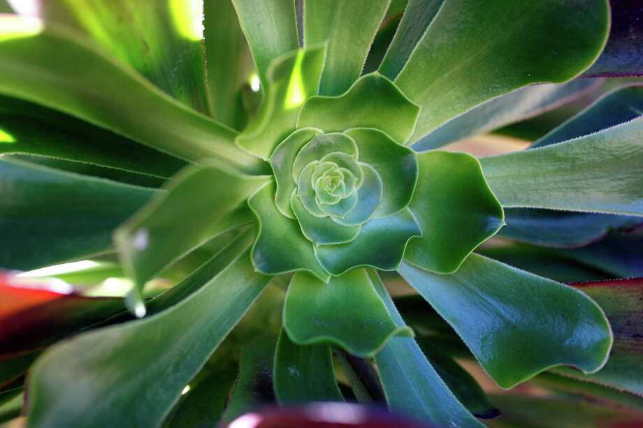 Easy To Grow Succulents Thrive In Less Than Ideal Conditions Houston