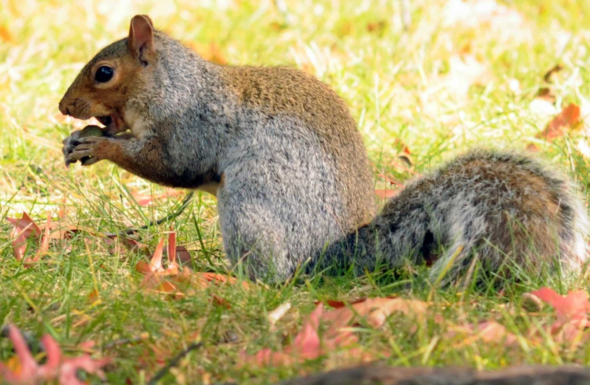 acorns for sale for squirrels