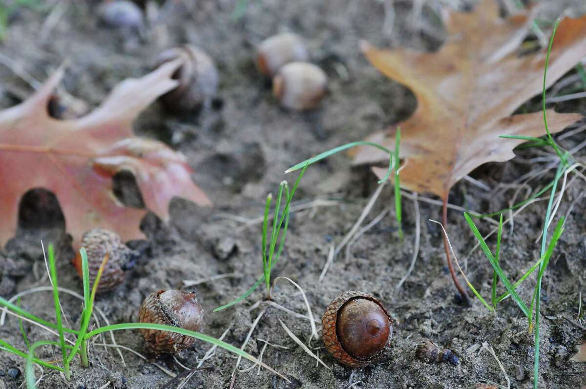 This year's acorn cascade has hidden impact
