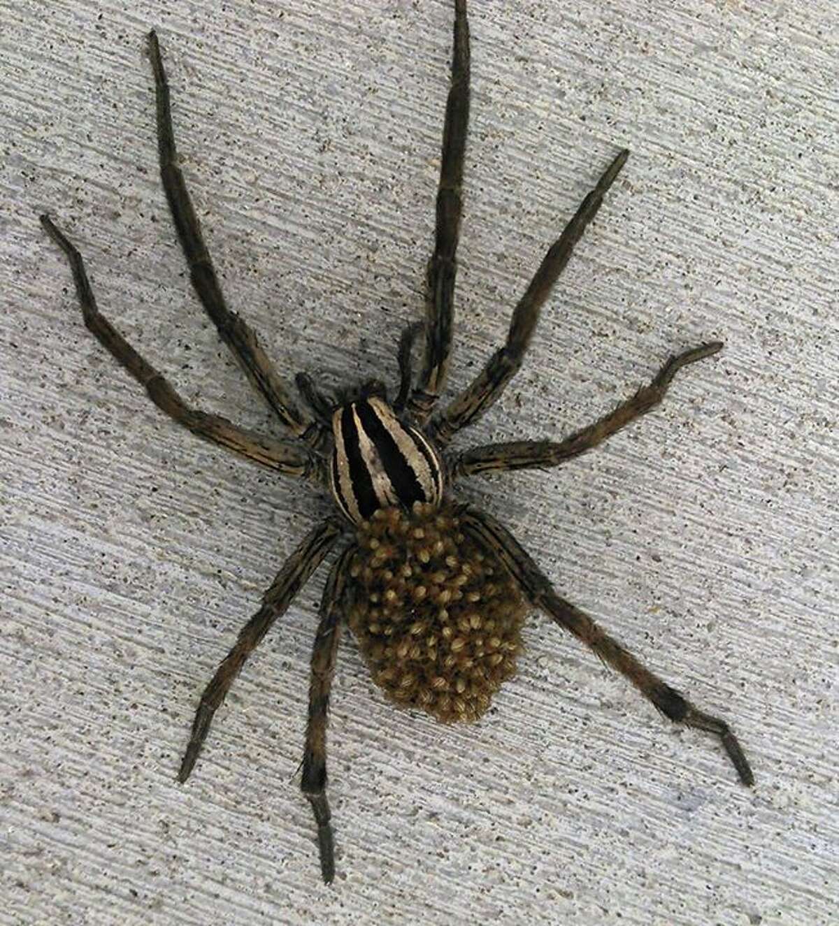 large spiders in central texas