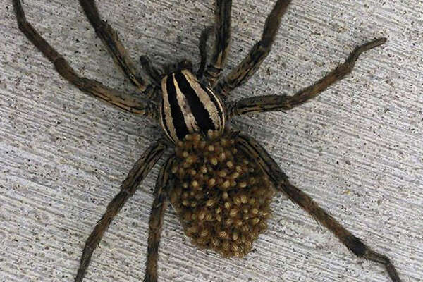 This Spider And Her Spiderlings Prove Rural Texas Is Much More