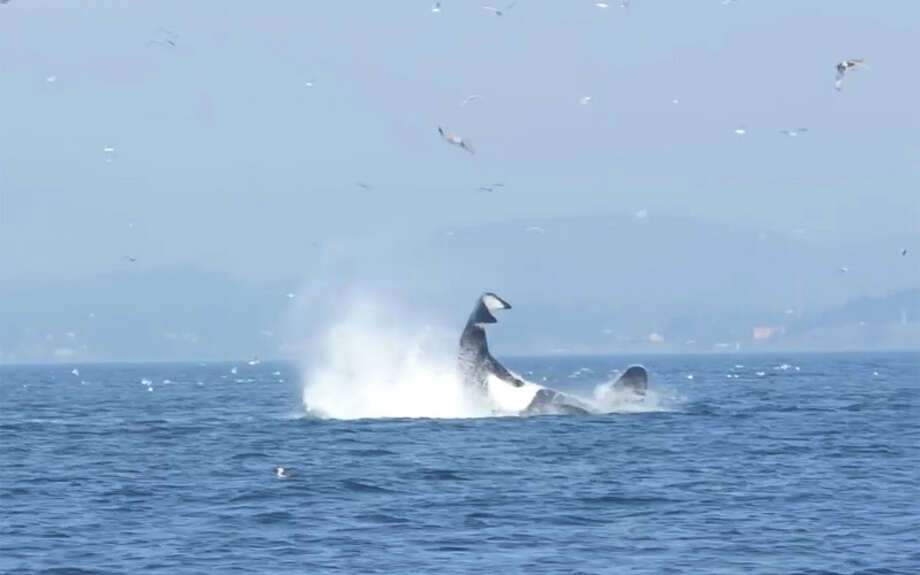 Killer whale punts seal 80 feet in the air (VIDEO) - SFGate