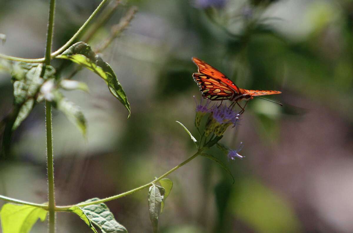 Putting the wilderness back in Houston Arboretum