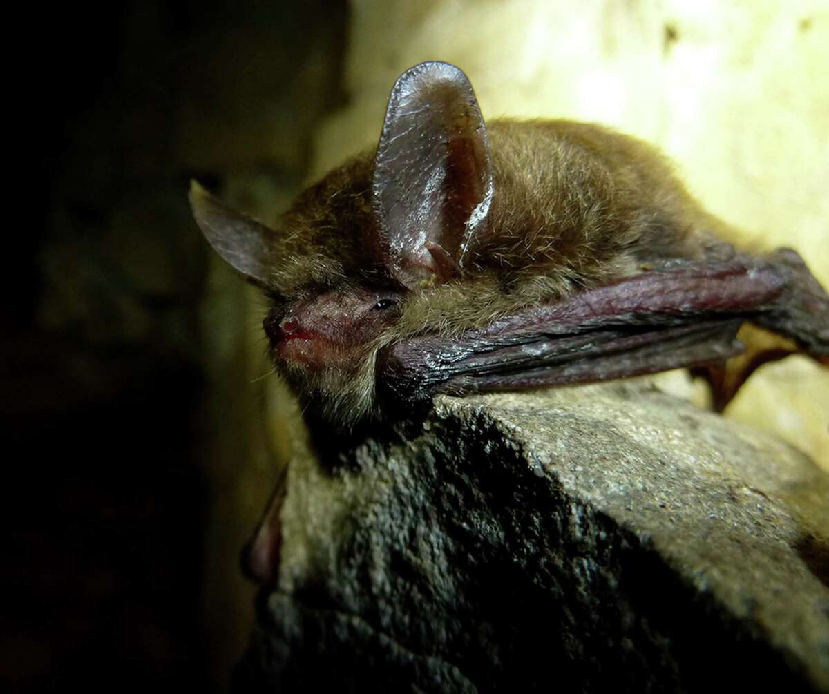 DEEP scares away myths about bats
