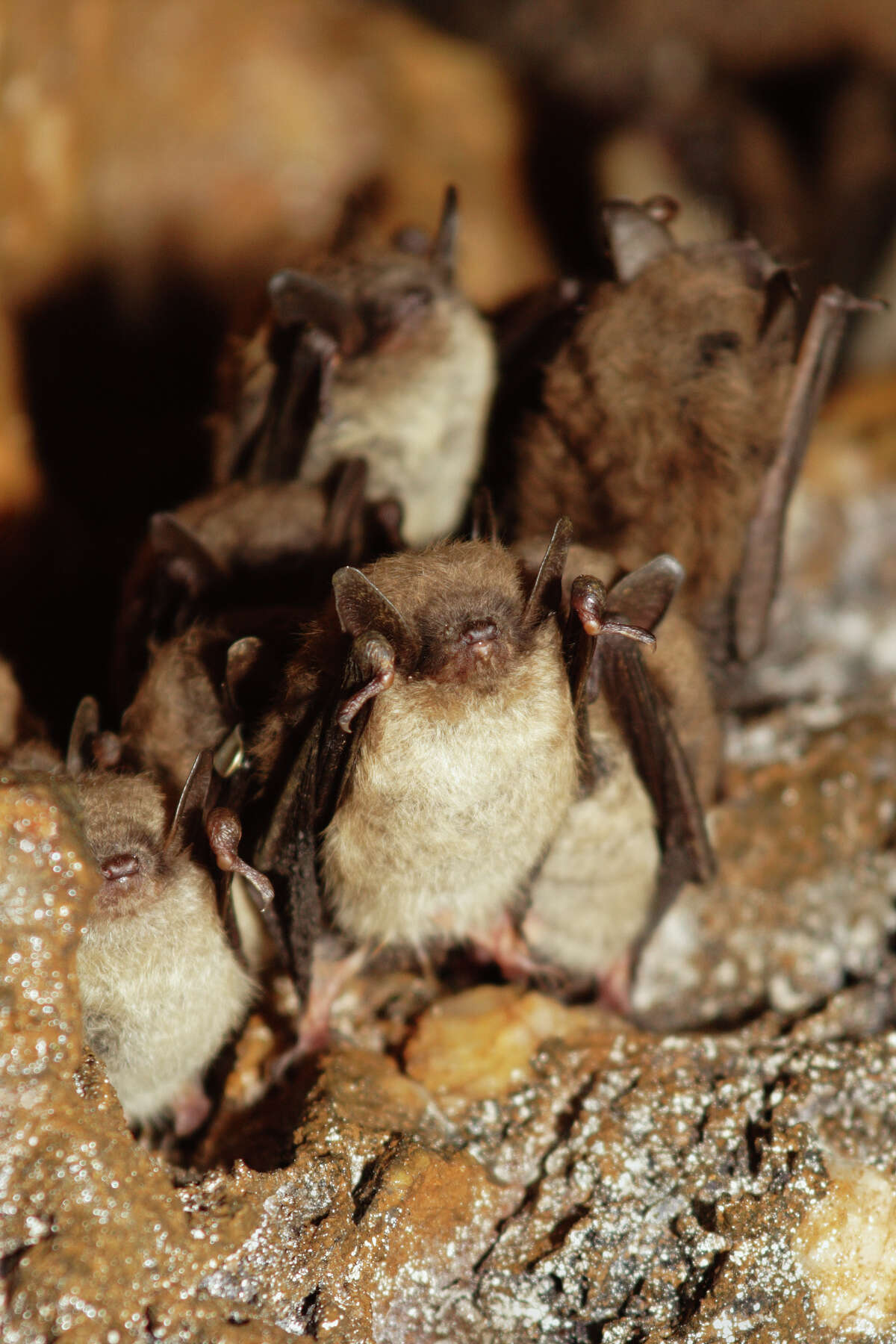 DEEP scares away myths about bats
