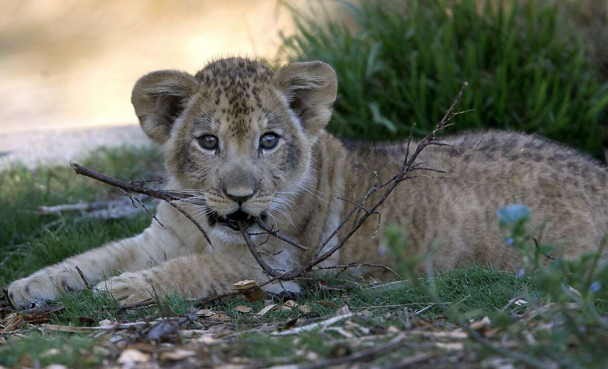 Young Lion cubs take stage in 2023