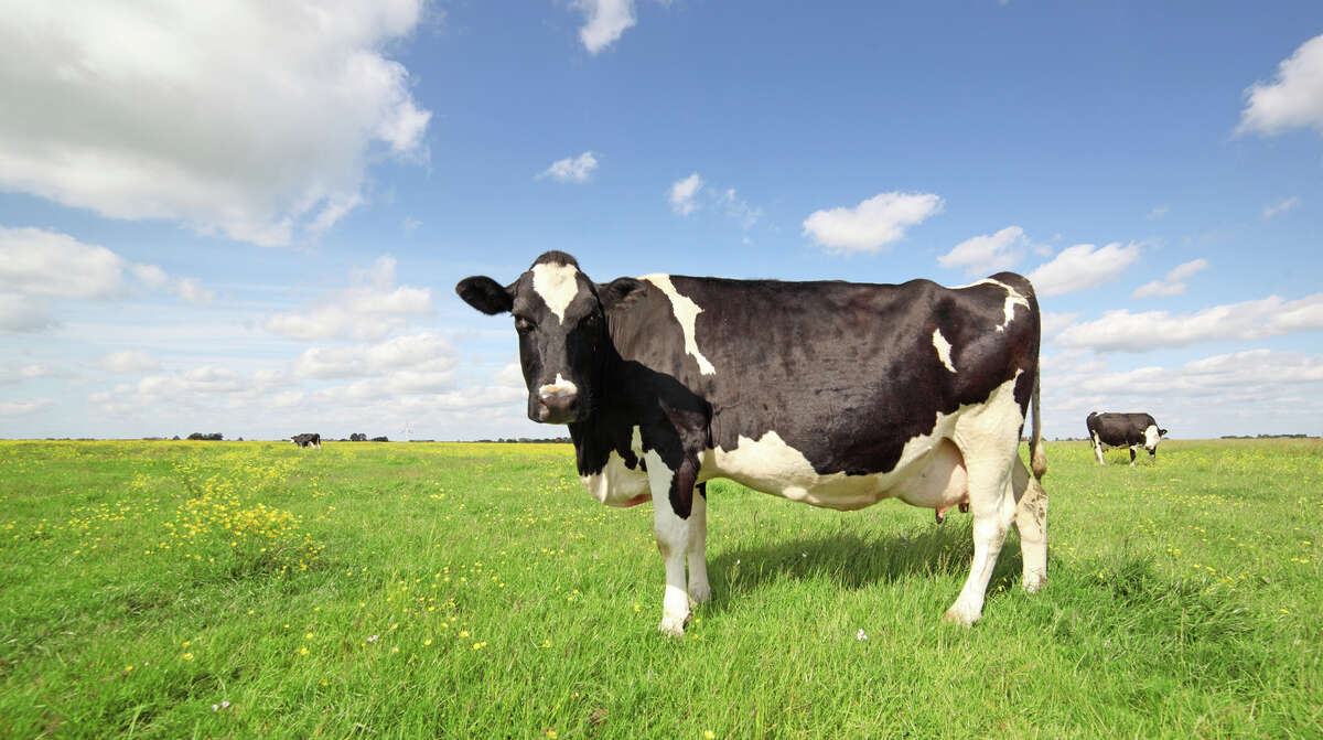 Greenhouse gas emissions from bovine burps and farts are significant, but Texas A&M researchers have a solution that could help to save the planet. 