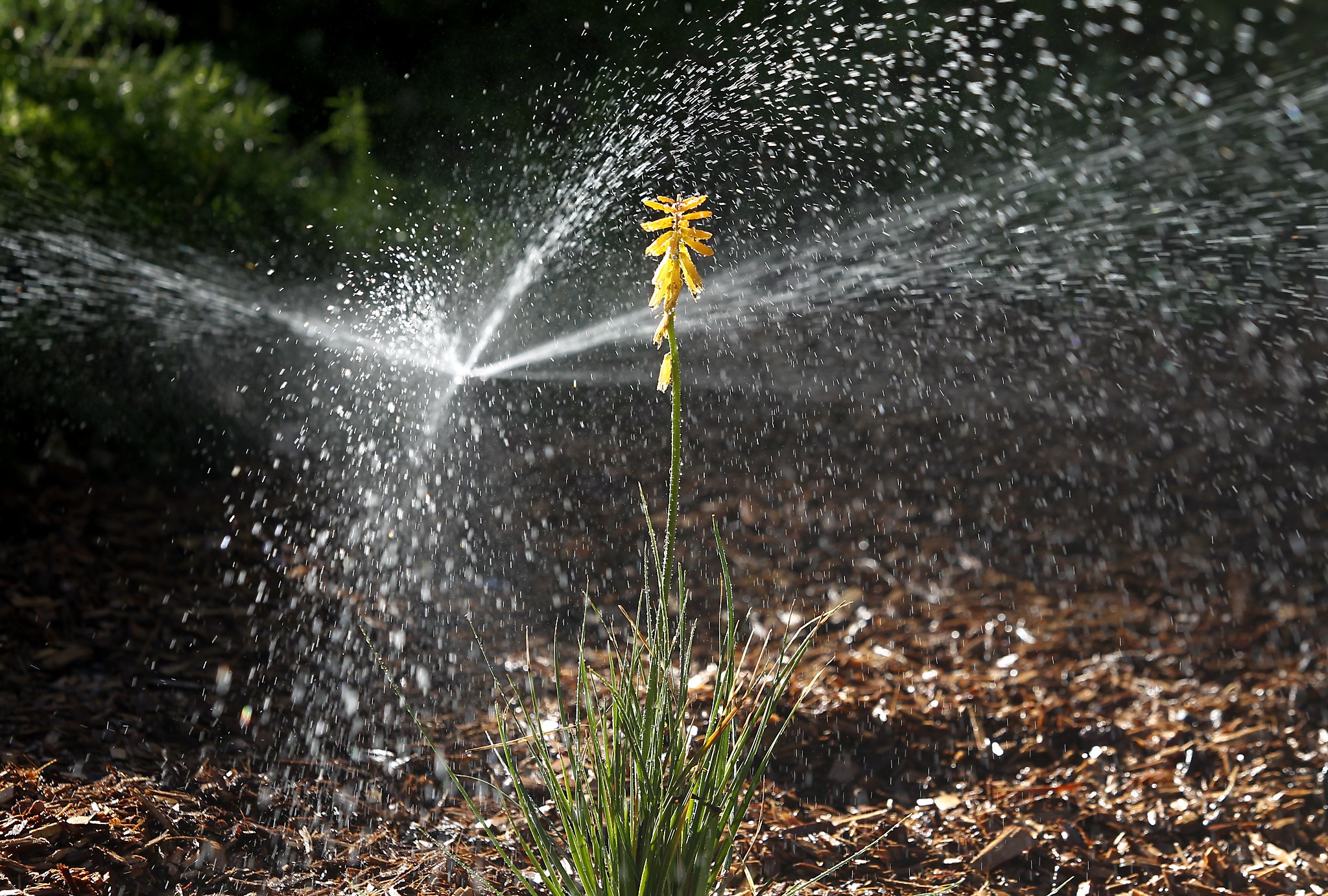 sacramento-kings-co-owner-near-the-top-of-ebmud-water-users-list