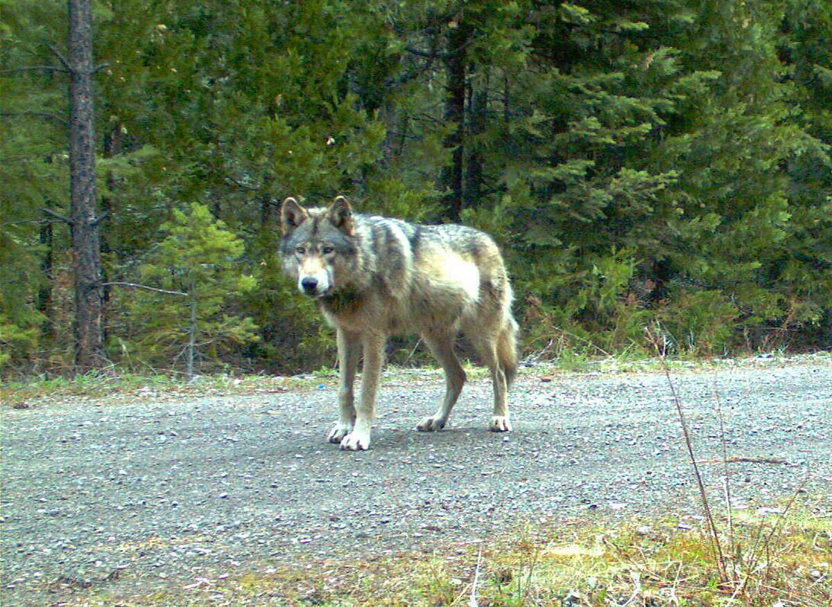 FILE - This remote camera photo taken May 3, 2014, and provided by the Oregon Department of Fish and Wildlife shows the wolf OR-7 on the Rogue River-Siskiyou National Forest in southwest Oregon. The GPS collar that allowed people around the world to track the movements of Oregon's famous wandering wolf has stopped working. State officials say the battery has died, and efforts to put a new collar on OR-7 were unsuccessful. (Oregon Department of Fish and Wildlife via AP, File)