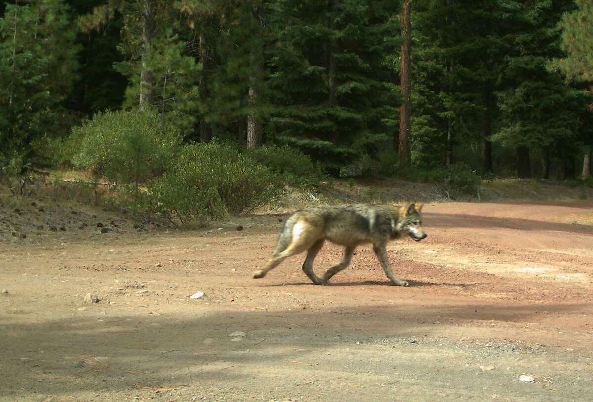 One of the offspring of ex-California wolf OR-7.