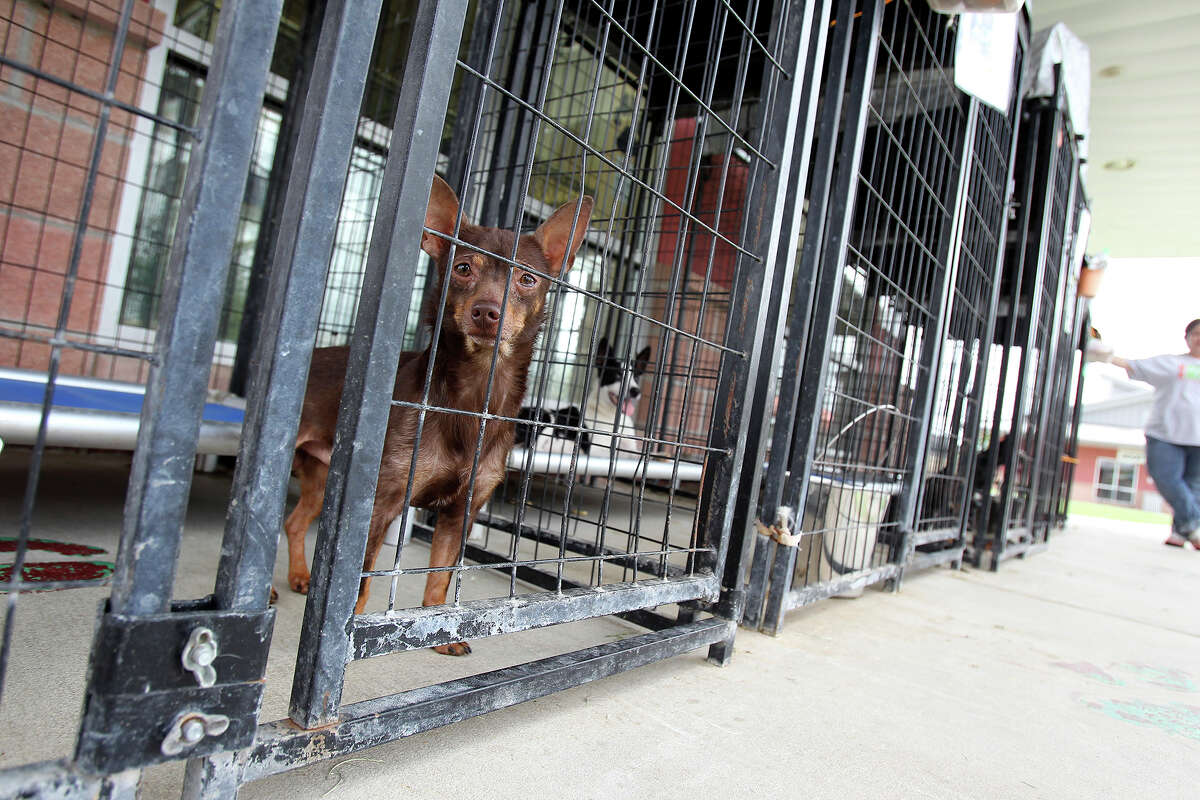A small dog named "Guerra" waits nervously as he, along with several other dogs positioned in front in cages, is on the urgent list, soon to be euthanized at Animal Care Services on June 17, 2014.