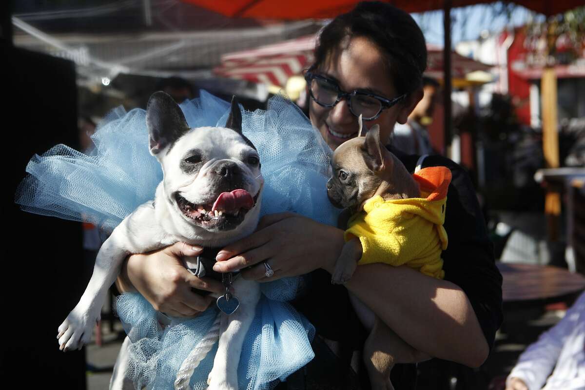 From left, Monti and Teddy are held by their owner Tunia Walker during the Haloween Pet Parade in SOMA Saturday, October 31 2015 in celebration of Halloween in San Francisco, Calif.
