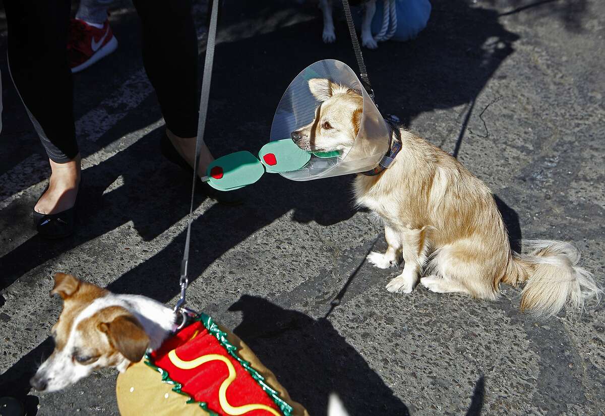 From left, Trixie The Hot Dog and Fox The Martini, waiting for the voting results at the Halloween Pet Parade in SOMA on October 31, 2015.