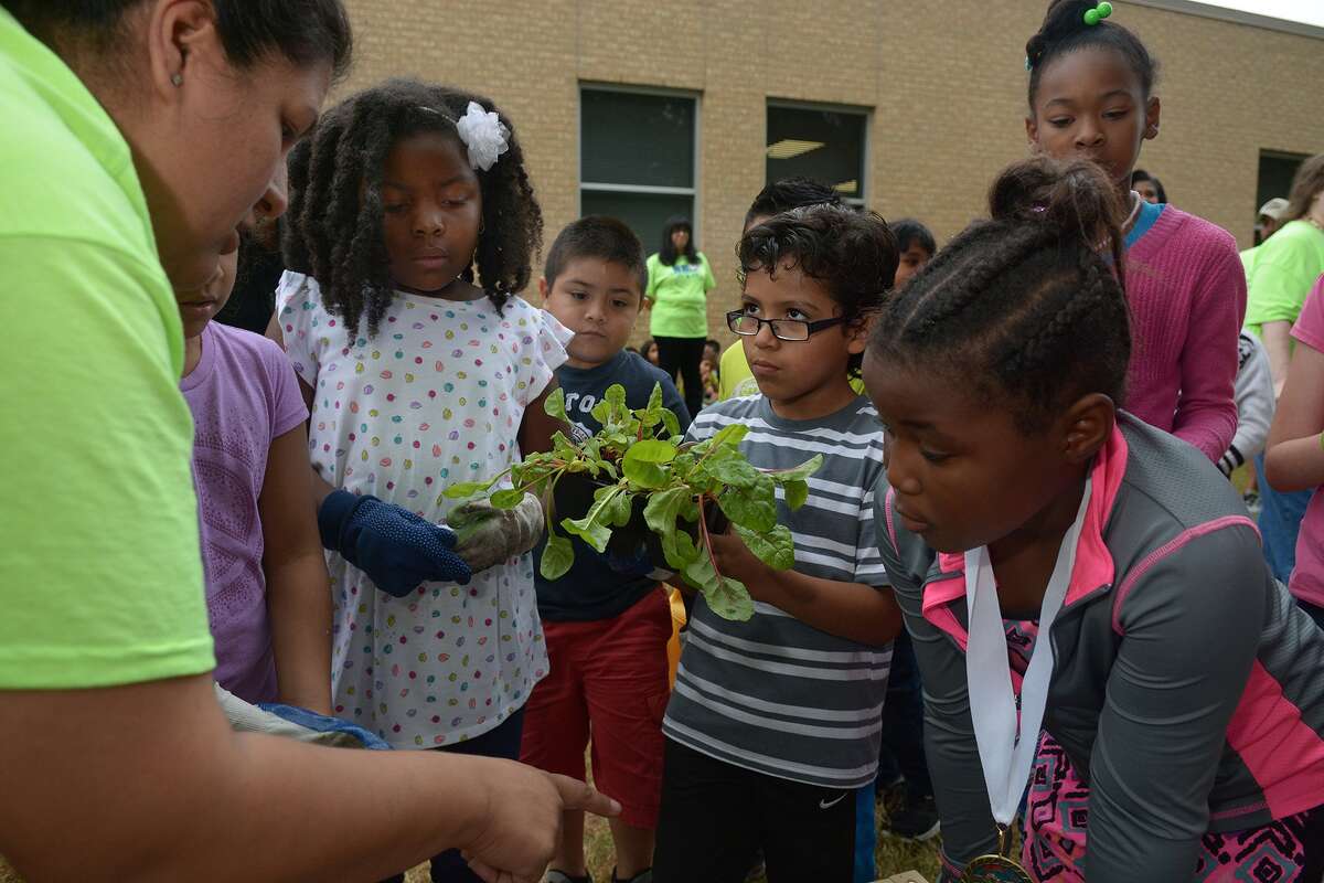North Belt Elementary teacher Alicia Chavez, left, helps Mailyn Mendoza, Angel Estrada, Hector De La Rosa and Micayah Hollins prepare a cabbage plant for planting during the school's Plant Day Celebration on Oct. 21.