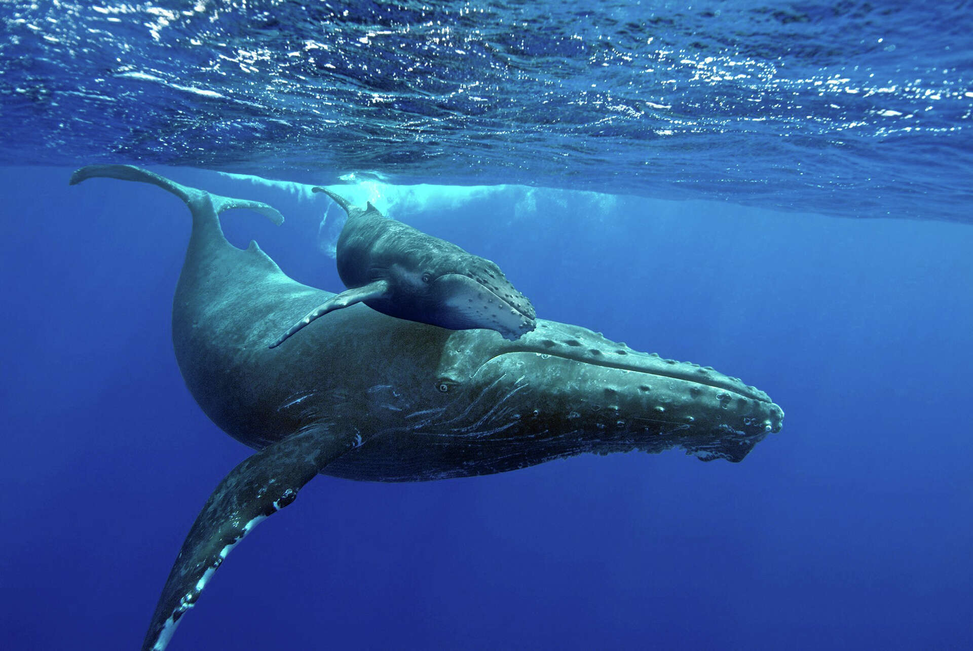 Heartbreaking: Hungry baby whale mistakes boat for its mom