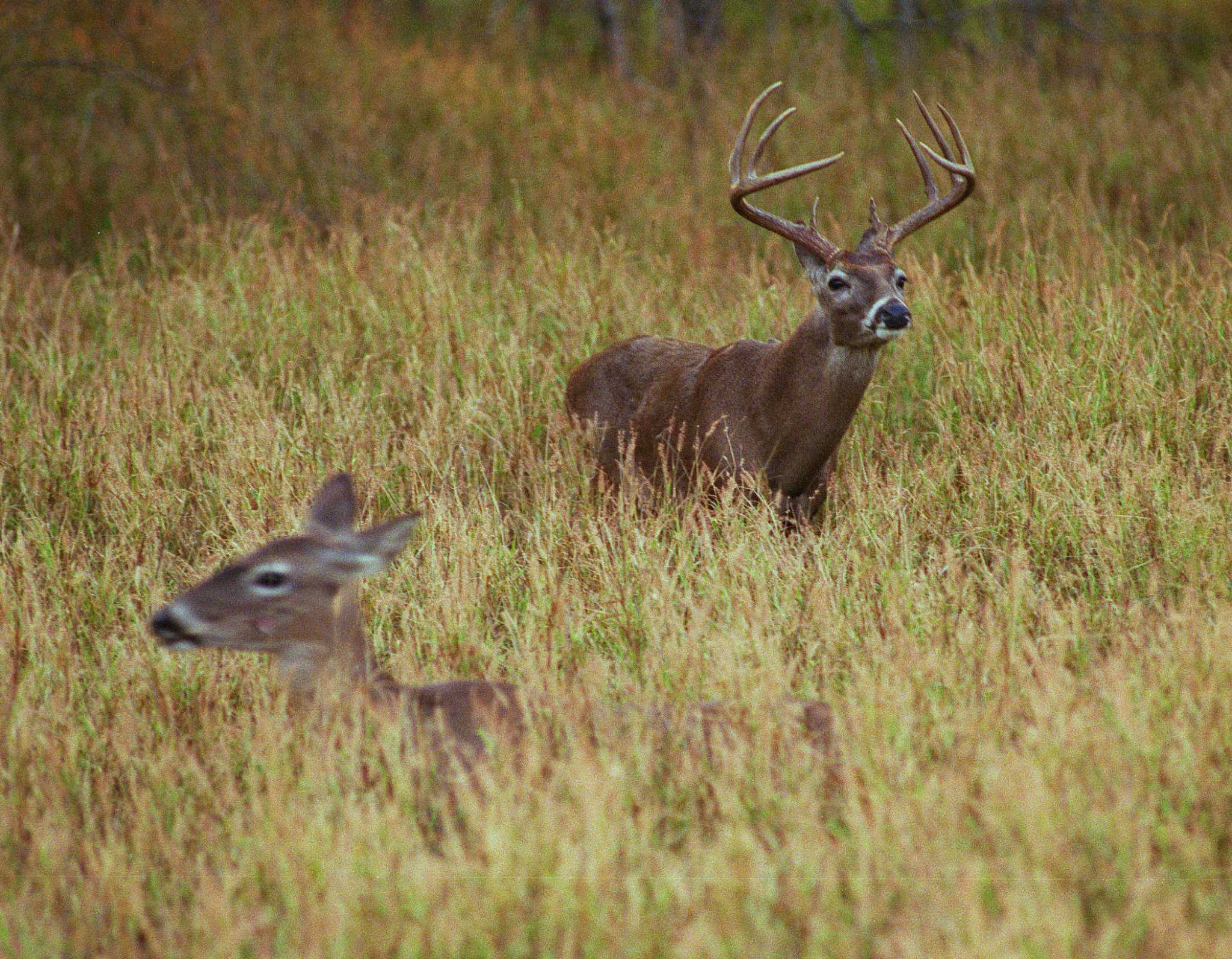 Timely rainfall a boon to deerhunting season