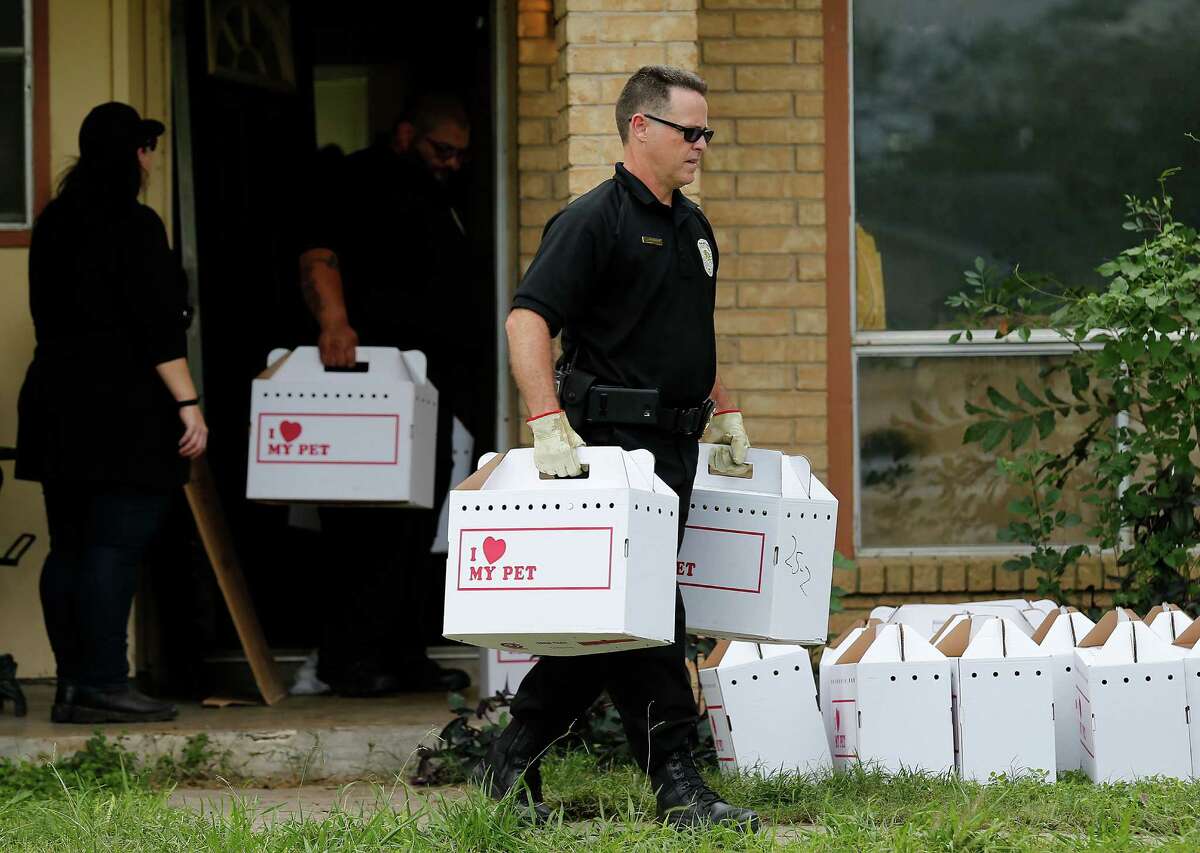 Animal Care Services officers remove over 20 cats from a home on the 2800 block of Shadow Way on Thursday, Nov. 5, 2015. ACS officials said they have had issues with the owner on one other occasion and were checking on her when officers discovered the horrid conditions inside her home with cats strewn throughout the house. San Antonio Fire Department was called out to exhaust the high levels of ammonia from inside the home before ACS officers could extract the cats. Several charges await the homeowner from various agencies including Code Compliance and Animal Care Services. The cats will be taken to ACS for assessment and likely will be placed for adoption in the future.