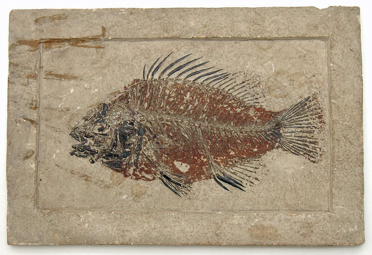 Priscacara serrata, an extinct fish species related to modern perch, is one of several fossil fish being featured at the new Bruce Museum exhibit," Secrets of Fossil Lake," running from Nov. 21 through April 17.