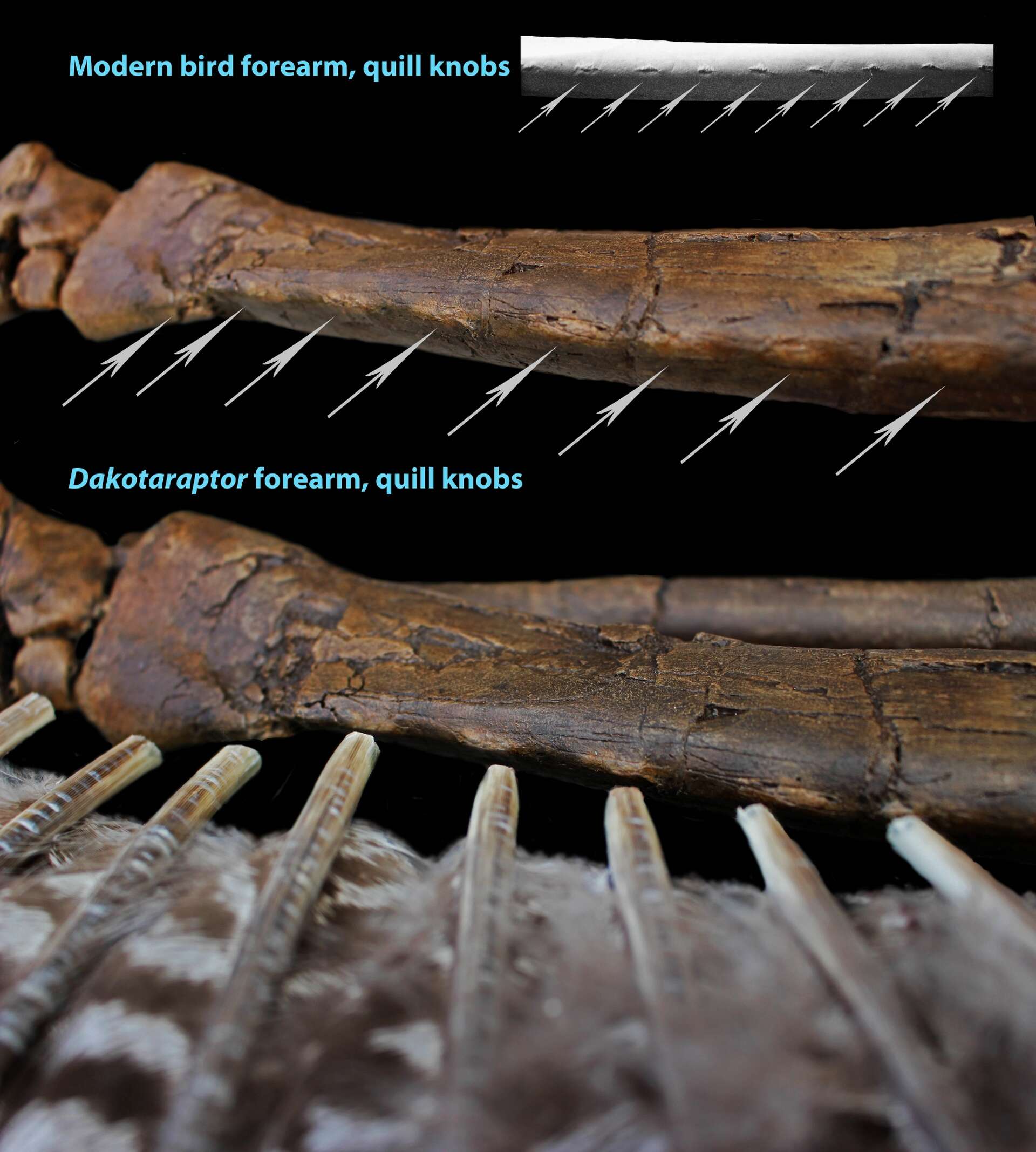 Quill Raptor Velociraptor Quill Knobs Velociraptor Facts For Kids