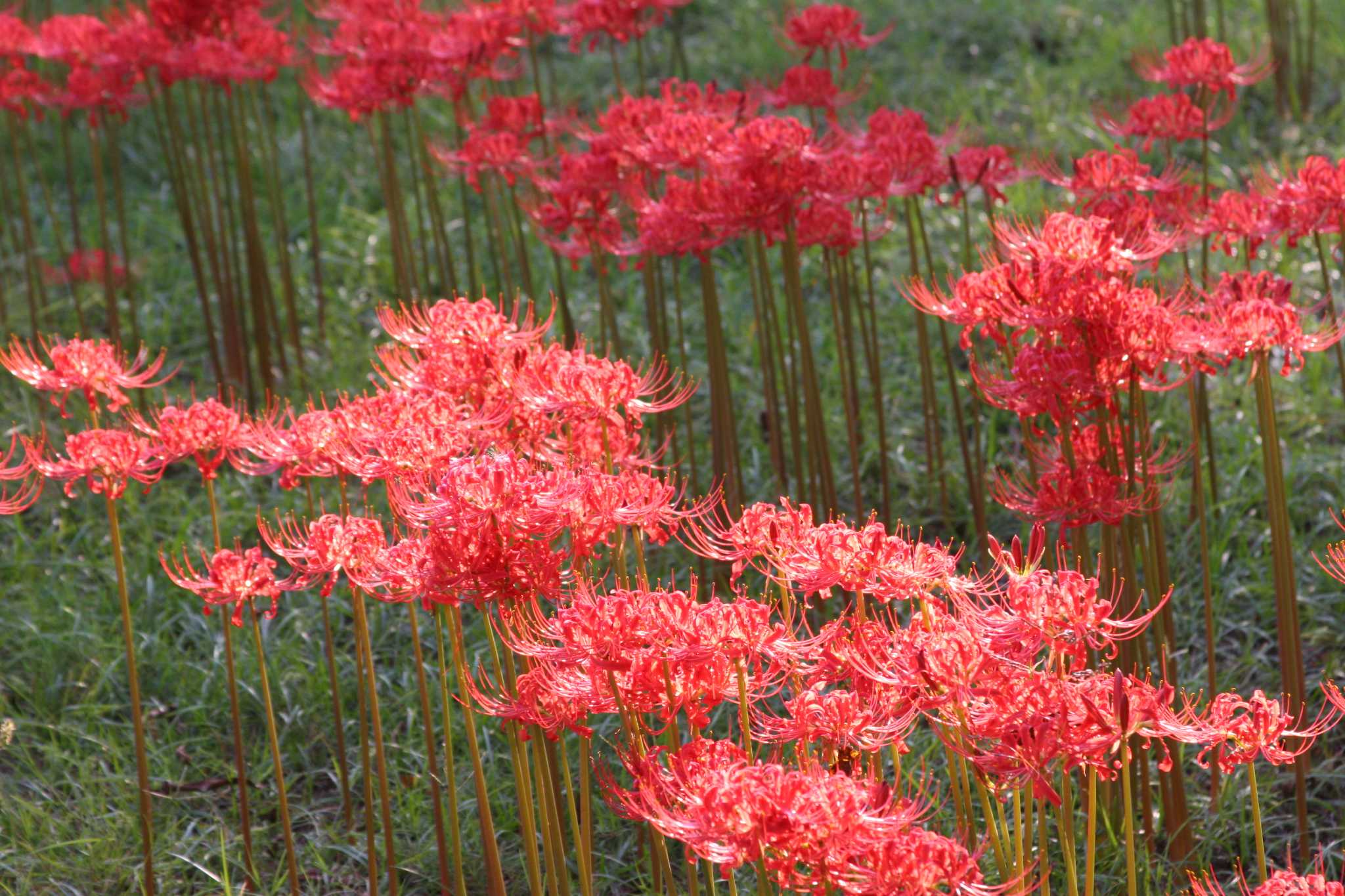 Lycoris.　0331 Lycoris takes time to become established and bloom