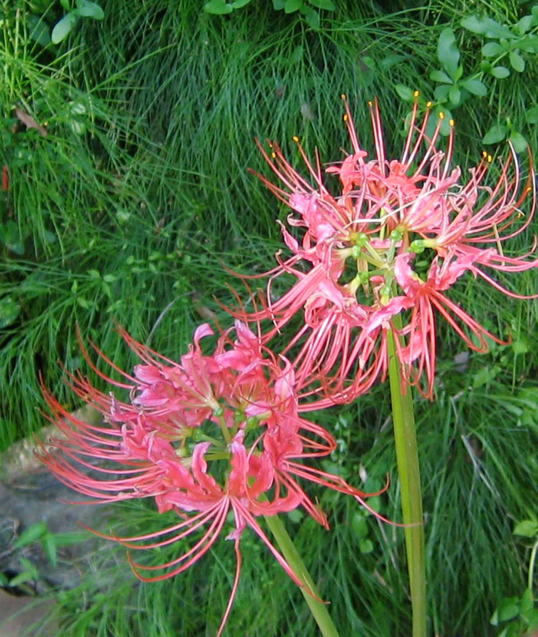 Lycoris takes time to become established and bloom