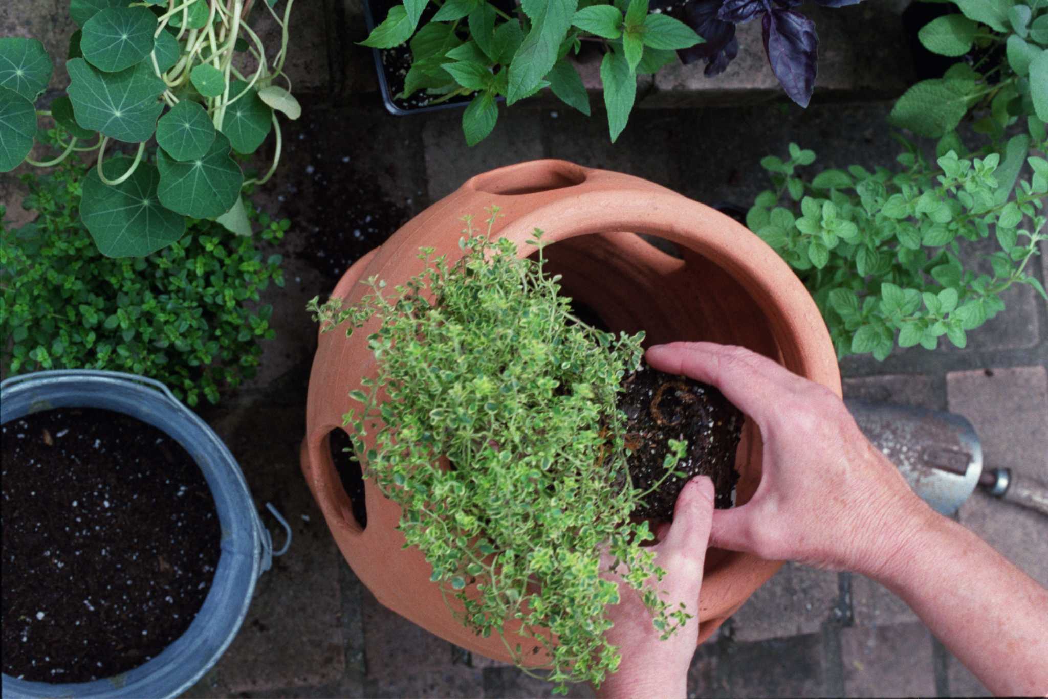 Coolweather herbs are fragrant, flavorful and easy to grow