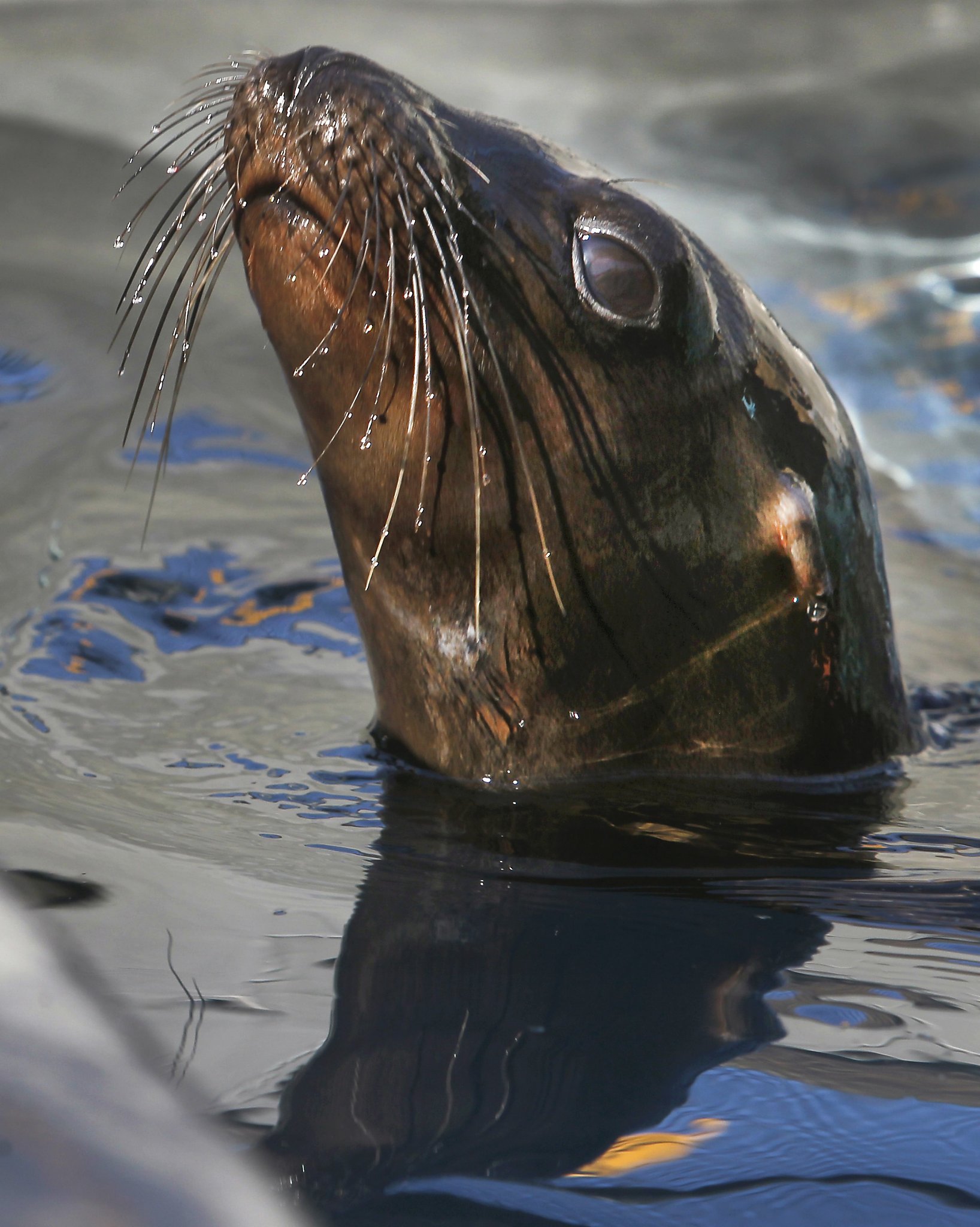 Starving sea lion found in San Diego, California, restaurant