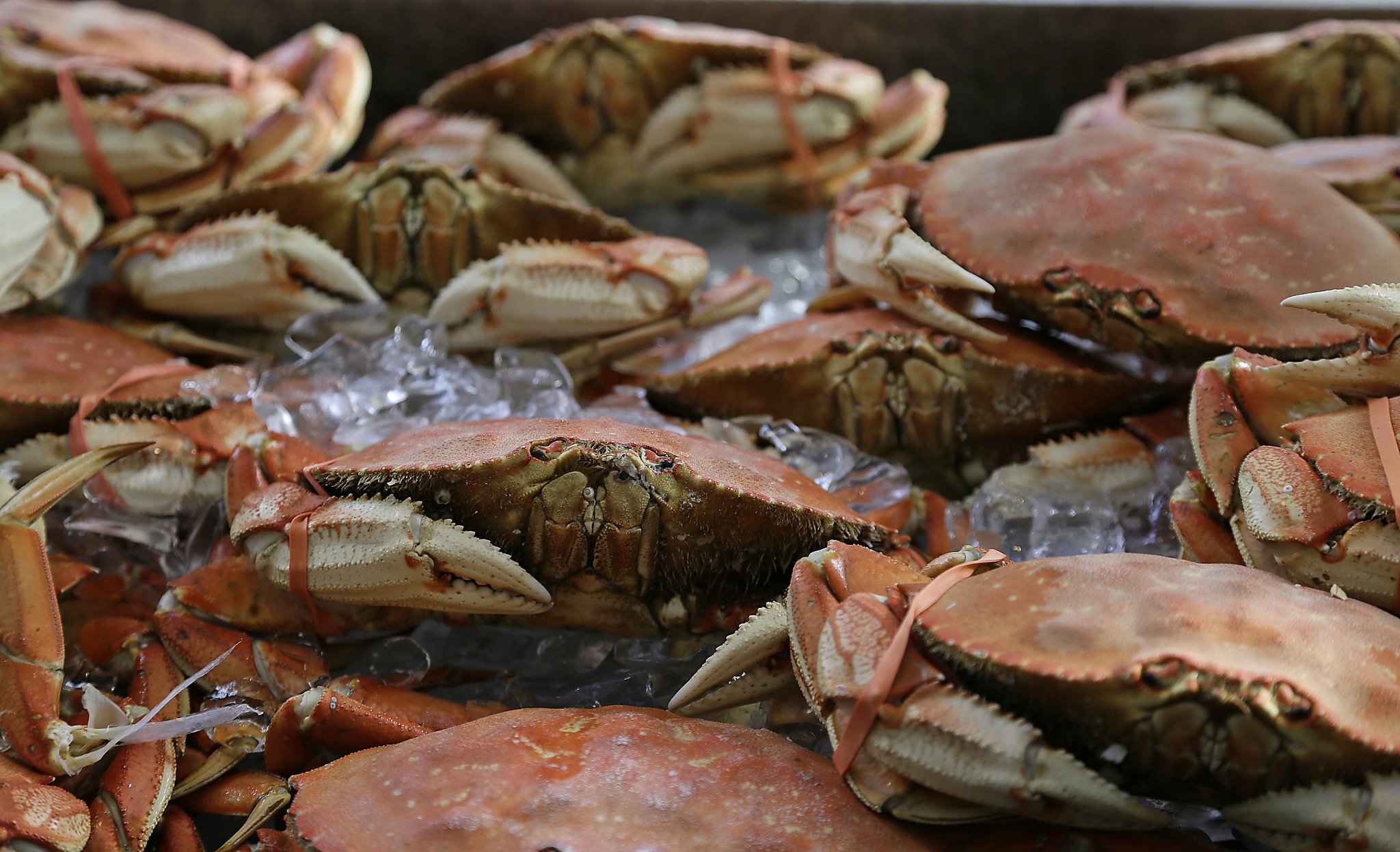 Consumers Warned To Avoid Eating Rock Crabs, Bivalve Shellfish - SFGate