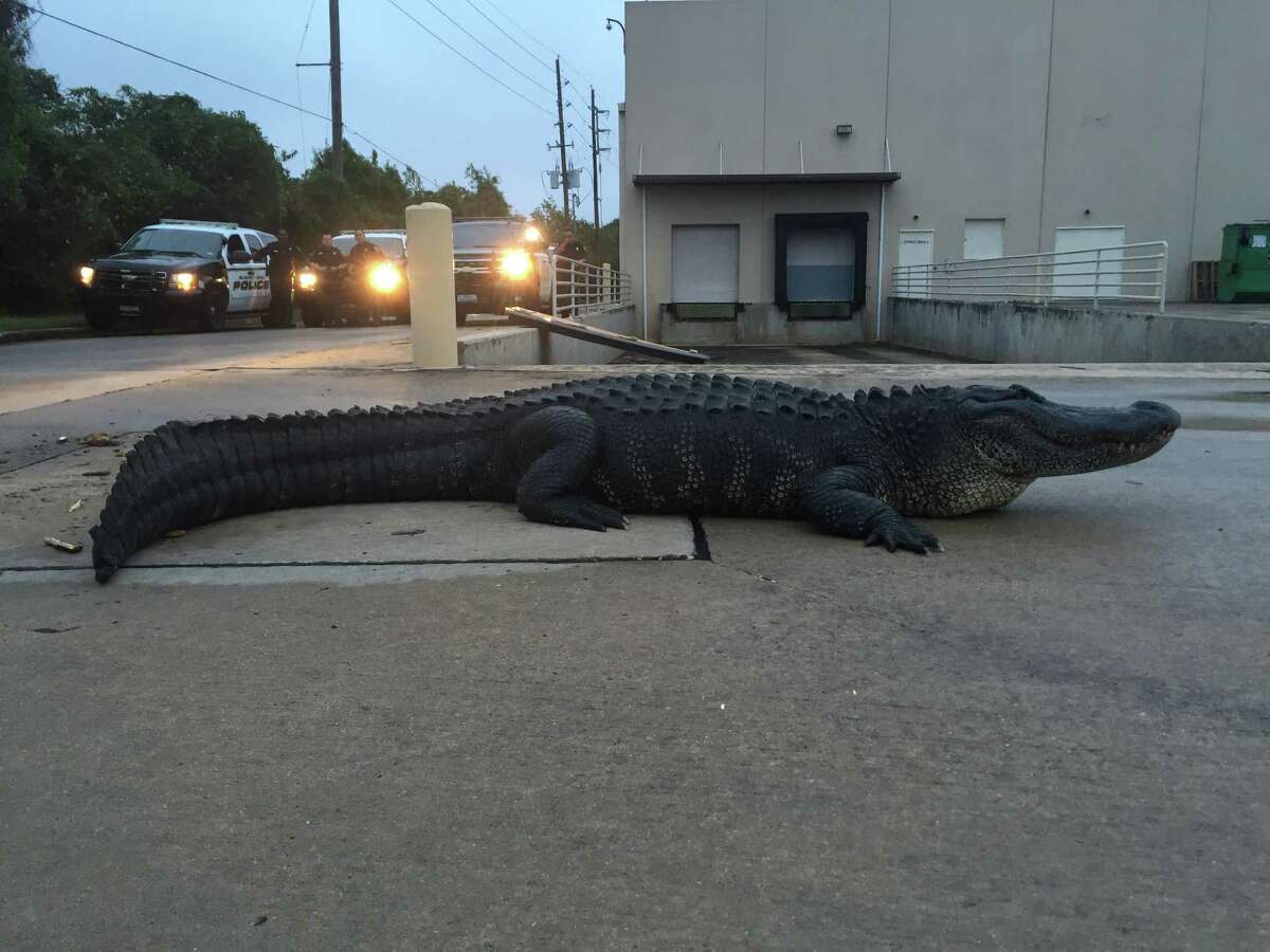 Authorities wrestled a 50-year-old, 800-pound, 12-foot long alligator into submission this morning after it was discovered in a Sugar Land mall parking lot.