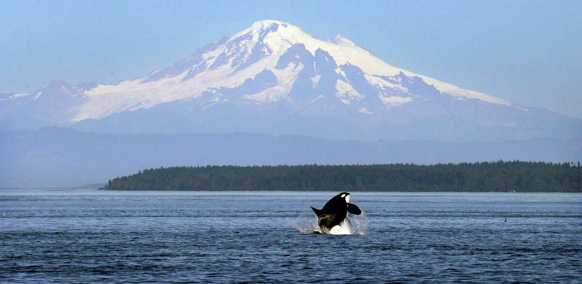 An Orca whale breaches in view of Mount Baker, some 60 miles distant, in the Salish Sea in Haro Strait, which separates the San Juan Islands from Canada's Gulf Islands.  A huge pipeline project, terminating just east of Vancouver, would send 34 tankers a month through the strait's international waters.  Each tanker would hold more than 25 million gallons of oil.