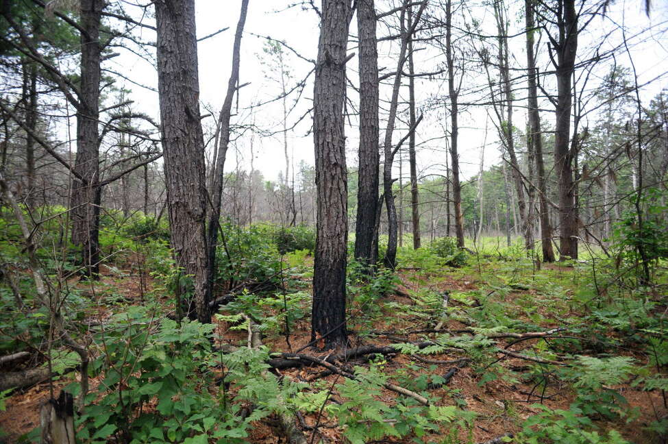 Albany Pine Bush's controlled burn rescheduled for Tuesday