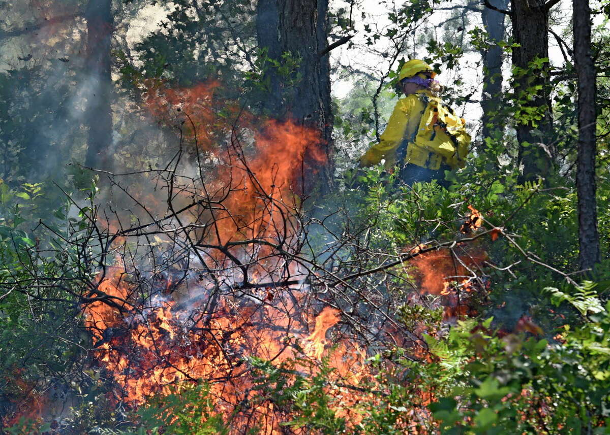 Forest Ranger Mary Gross lays down a line fire Thursday afternoon in the Pine Bush Preserve Thursday afternoon July 16, 2015, to burn off old vegetation to make way for new plants for the endangered Karner Blue butterfly feed and thrive on in Albany, N.Y. (Skip Dickstein/Times Union)