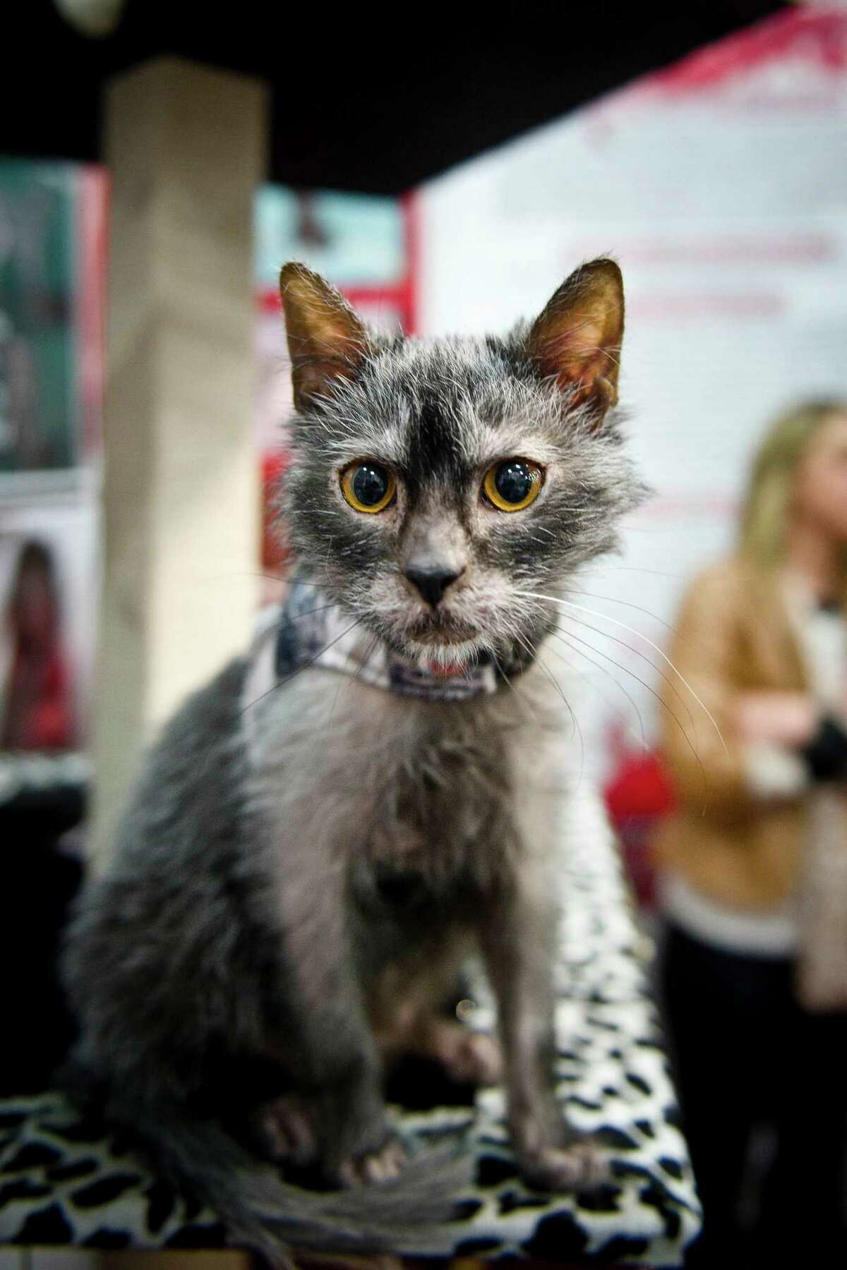 Werewolf cats are being bred and they are not cute