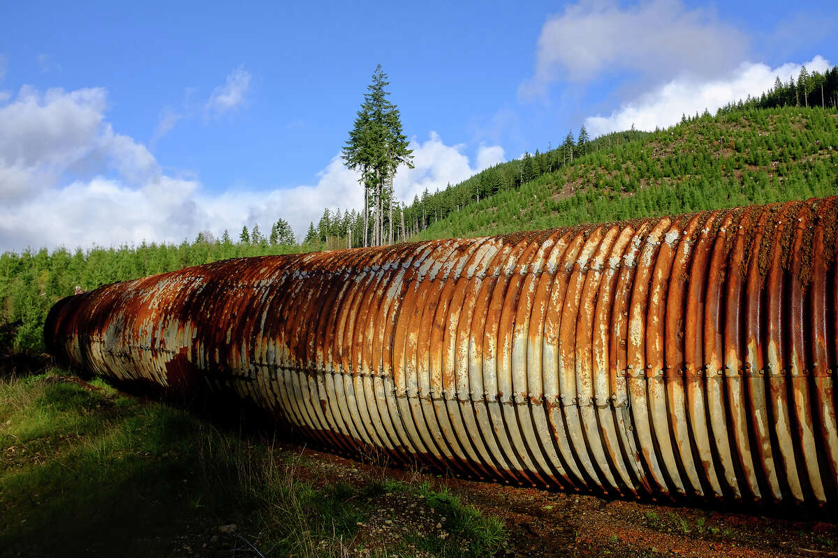 Looking like a giant, otherworldly caterpillar, an old culvert rests in a clearing above the old Camp Grisdale site.