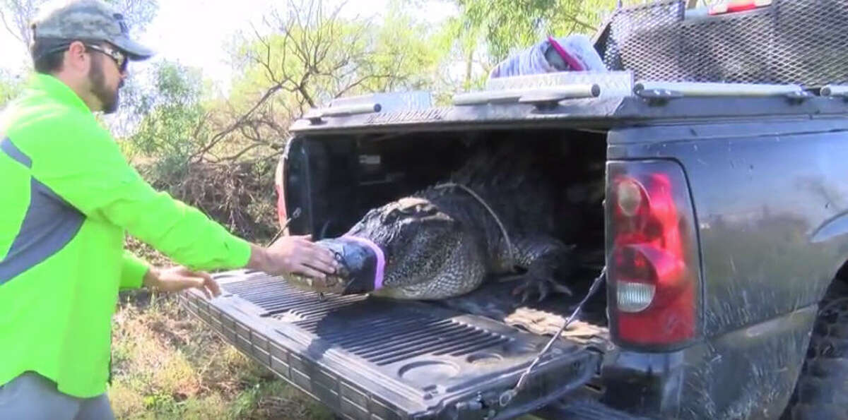 "Gator" Chris Stephens and Christy Kroboth release "Godzilla," an 800-pound alligator found outside the Sugar Land, Texas Home Depot, back into the wild at the Janik alligator farm near El Campo, Texas.