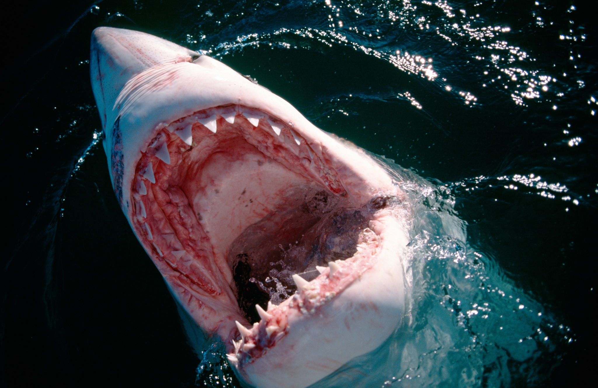 Great White Shark Attacks Kayaker Off California Coast