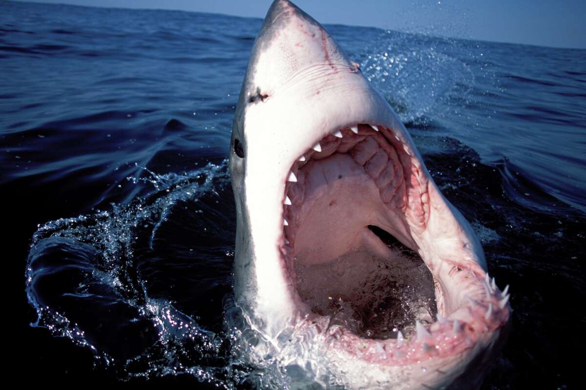 Body of white shark, likely struck by boat, vandalized after washing up